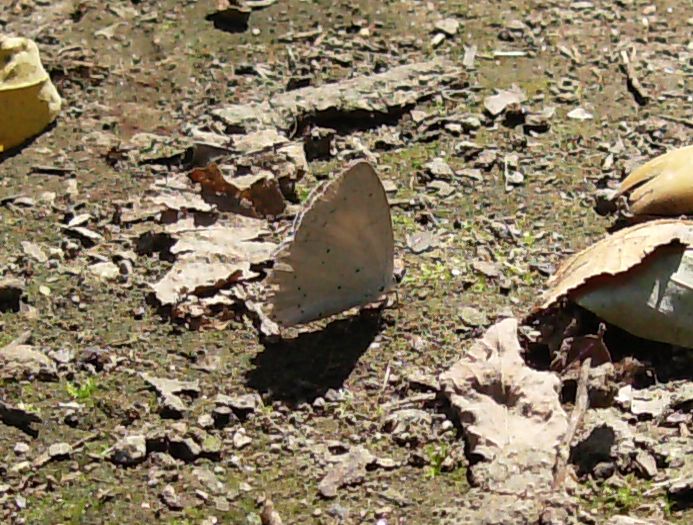 Celastrina argiolus?